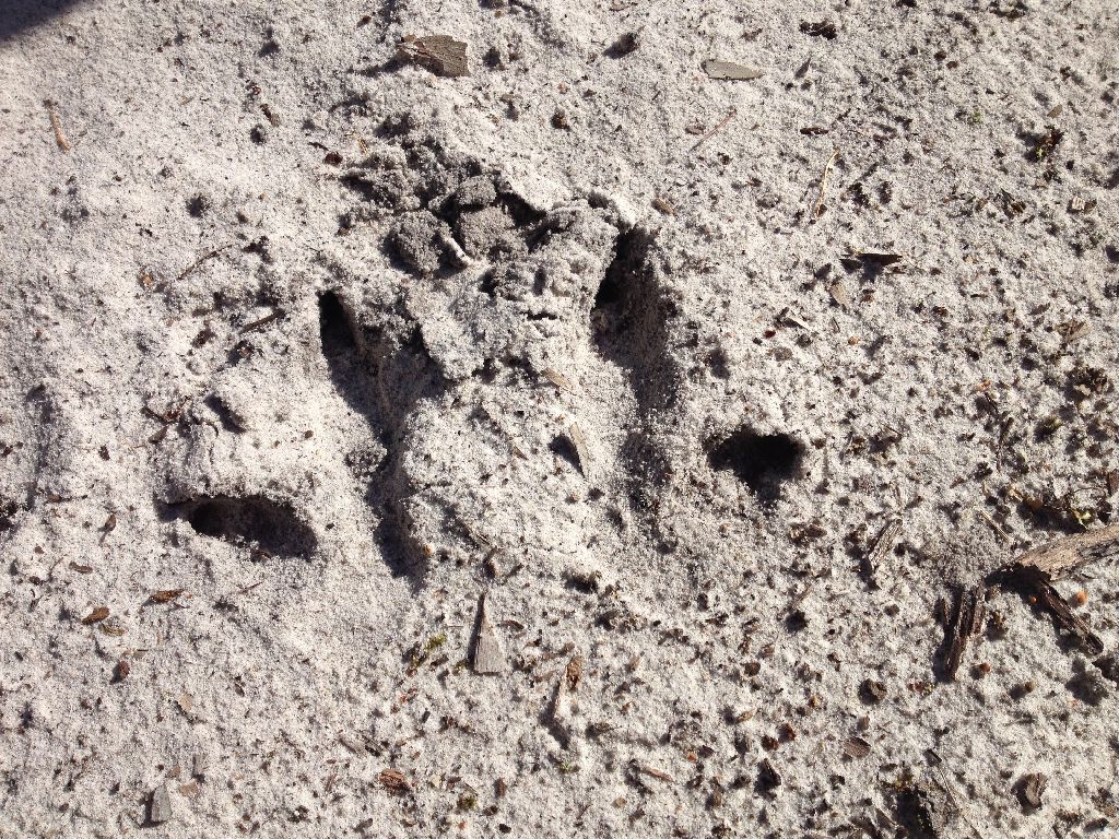 wallaby tracks